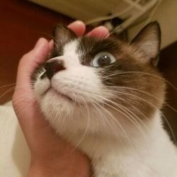 大口町元気なまちづくり事業　第８回大口猫の会譲渡会 サムネイル2