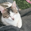 急募！生後半年未満の子猫です！