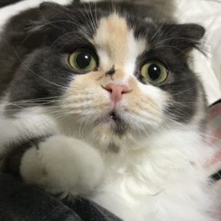 スコティッシュフォールド 10カ月の女の子 