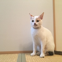 しらたま