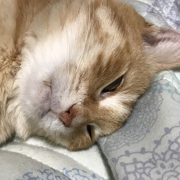 14歳のばーさん、とにかく寝る