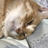 14歳のばーさん、とにかく寝る
