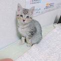 生後1ヶ月のやんちゃなオス猫です。