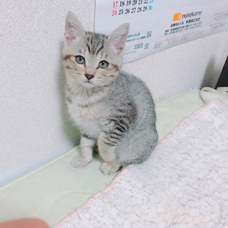 生後1ヶ月のやんちゃなオス猫です。