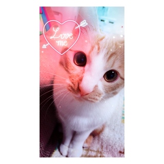 大人しいオス猫ちゃん