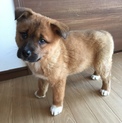 家族ができました！