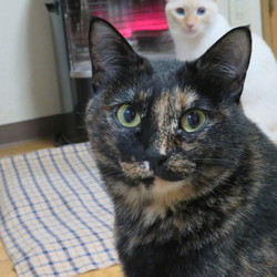 「１０００グラム違いの間柄」サムネイル2