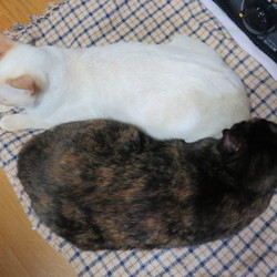 「１０００グラム違いの間柄」サムネイル3