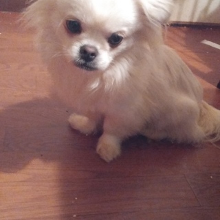 ペキ×マル　11ヶ月ハンサム君⤴　トライアル中