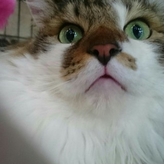 長毛おっとり子ども大好きチク君里親決定