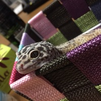 アダラ}