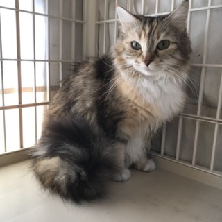 ビスターリさん お迎え予定