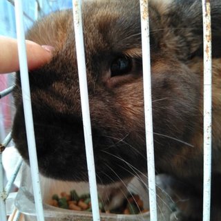 ロップイヤー ♂ キャメル×ベージュ×濃グレー色