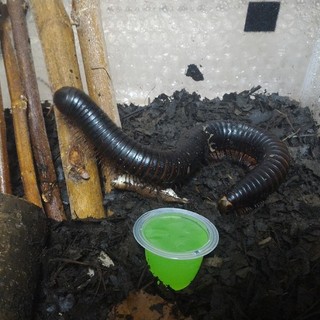 マレーオオヤスデ