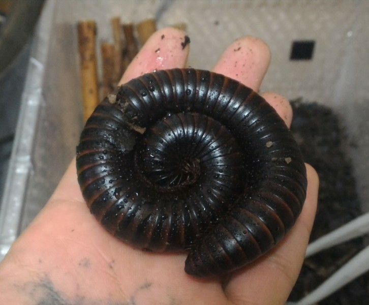 マレーオオヤスデ 静岡県 爬虫類 他の里親募集 1975 ペットのおうち 月間利用者150万人