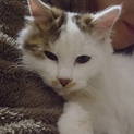 穏やかで懐っこい長毛美猫ルカ