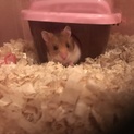 ゴールデンハムスターの赤ちゃん