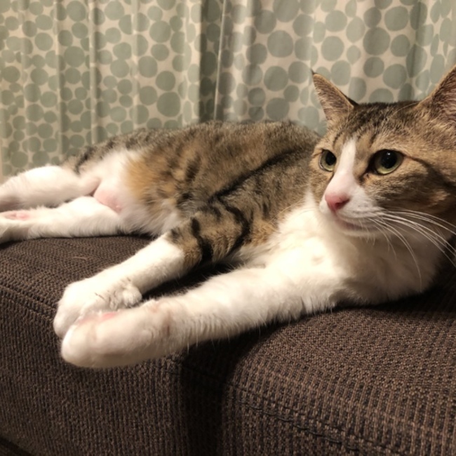 kiluaのカバー写真
