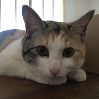 わらび