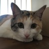 わらび