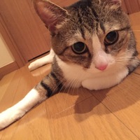 ゆず