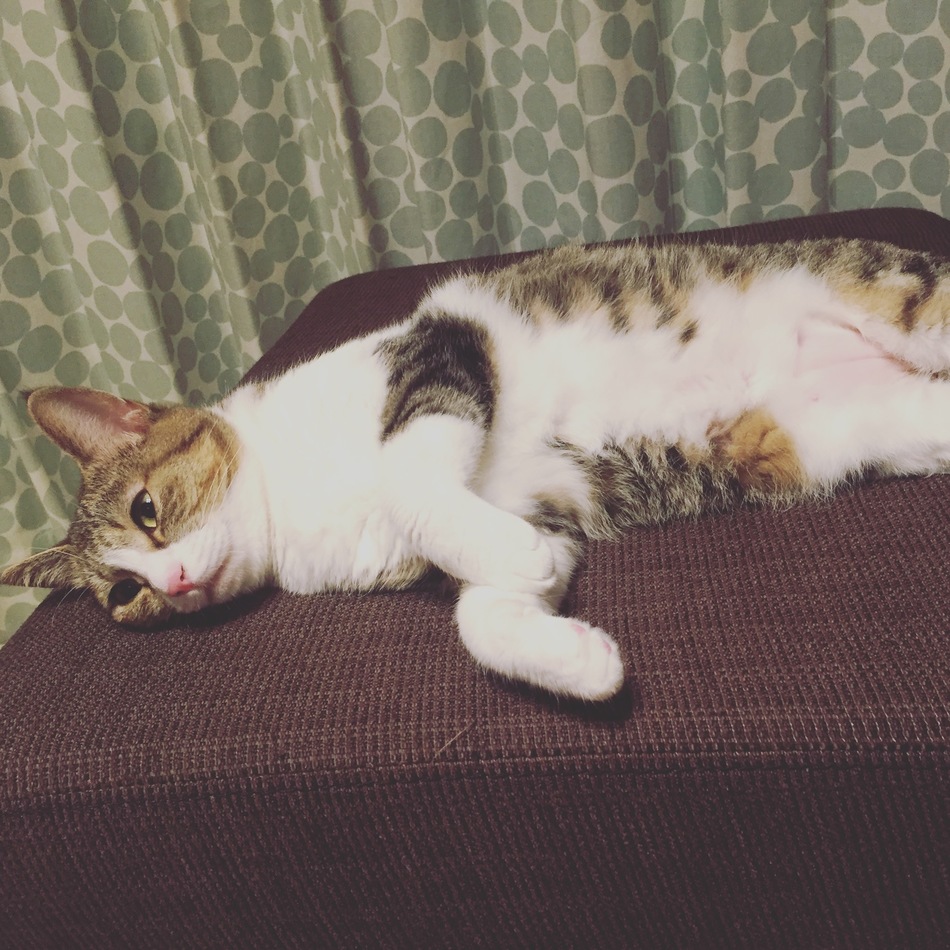 ゆずのカバー写真