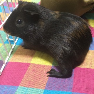 モルモットの里親募集