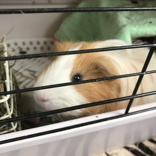 里親決まりました。有難うございます。