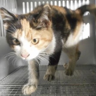 里親様に迎えられました。有難うございました。