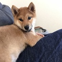 4ヶ月柴犬