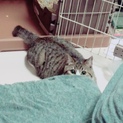 引っ越しのため里親募集しています。