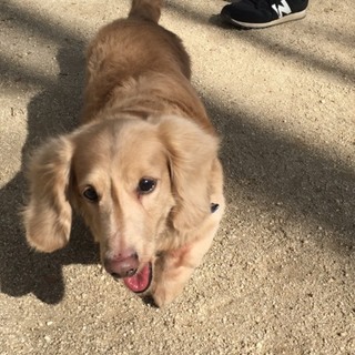 ミニチュアダックスフンドの男の子