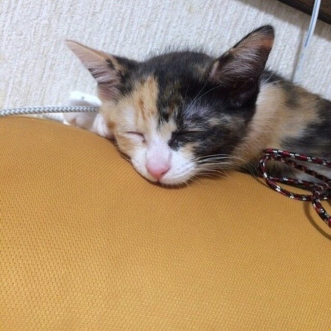豆ニャンのカバー写真