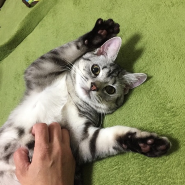 konoshoのカバー写真