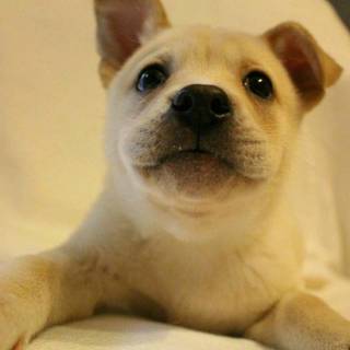 フワフワコロコロ♪可愛い盛りのジェーン君☆