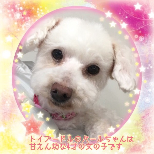 「非営利動物保護団体ととの...」(非営利動物保護団体ととのんのイベント #2235)