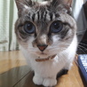 たてなつ さん