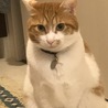 の写真