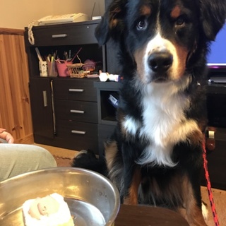 バーニーズマウンテンドッグ