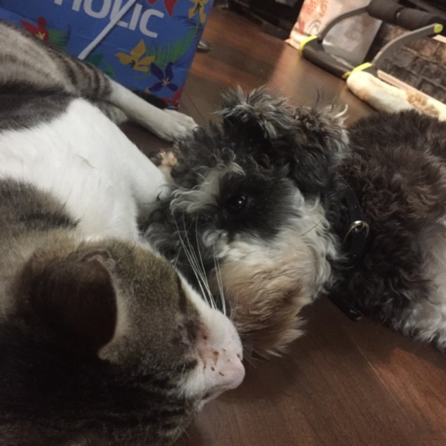 にゃあちゃん。オス一匹飼い。のカバー写真