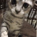 サバとらの キミちゃん♡
