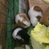 ありがとうございました サムネイル7