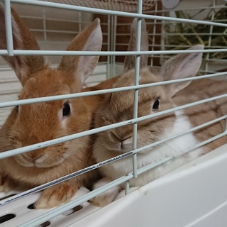 うさちゃん 大至急