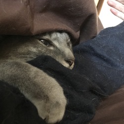 「猫たんぽ」サムネイル2