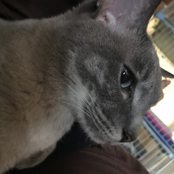 「猫たんぽ」サムネイル3