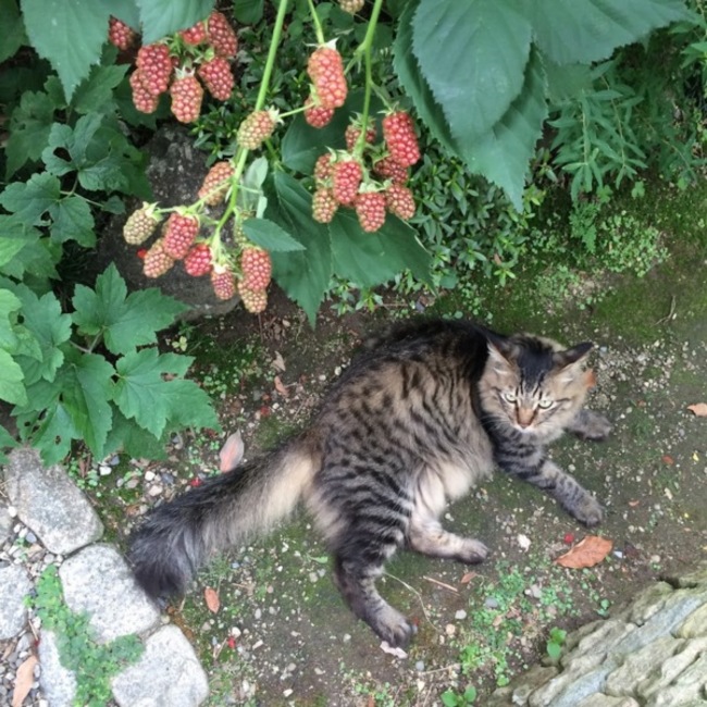 HotChocolatのカバー写真