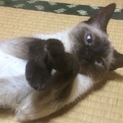 美人猫！とっても人懐っこいです！