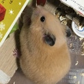 キンクマハムスターの女の子2匹