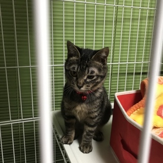 キジ少し長毛仔猫姉妹