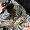 の写真